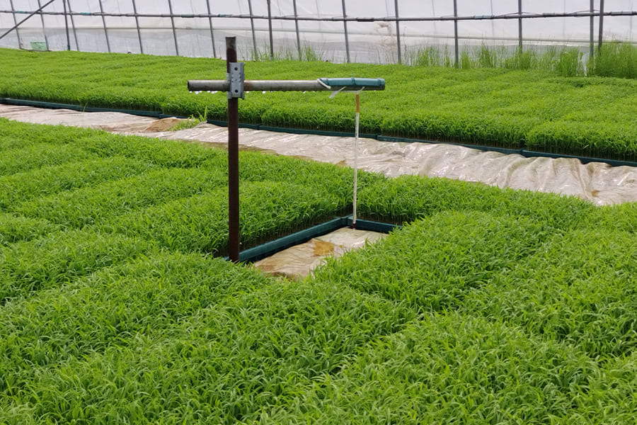 いちほまれ栽培情報