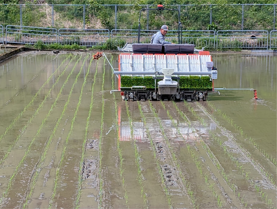 いちほまれ栽培情報