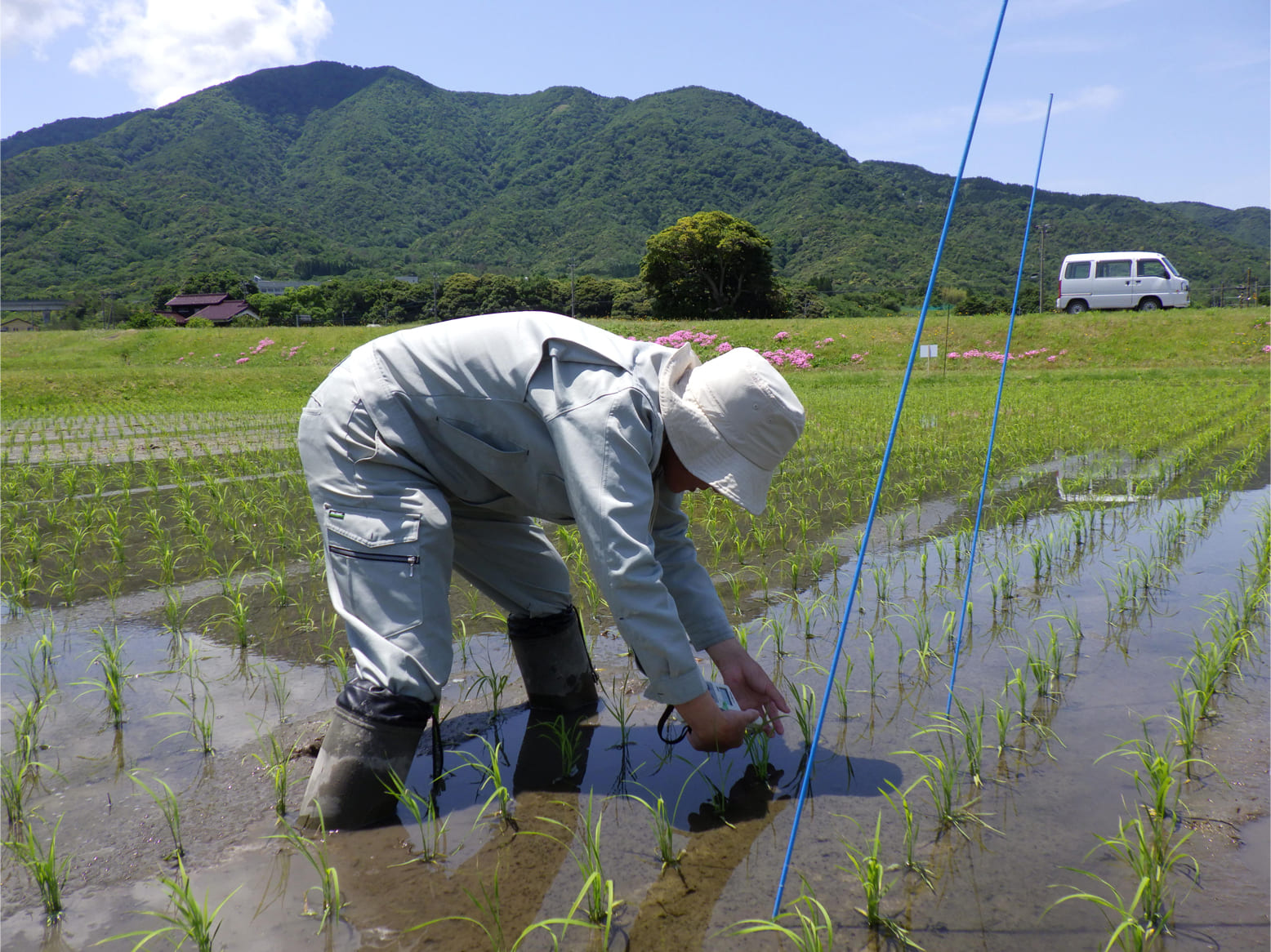 いちほまれ栽培情報