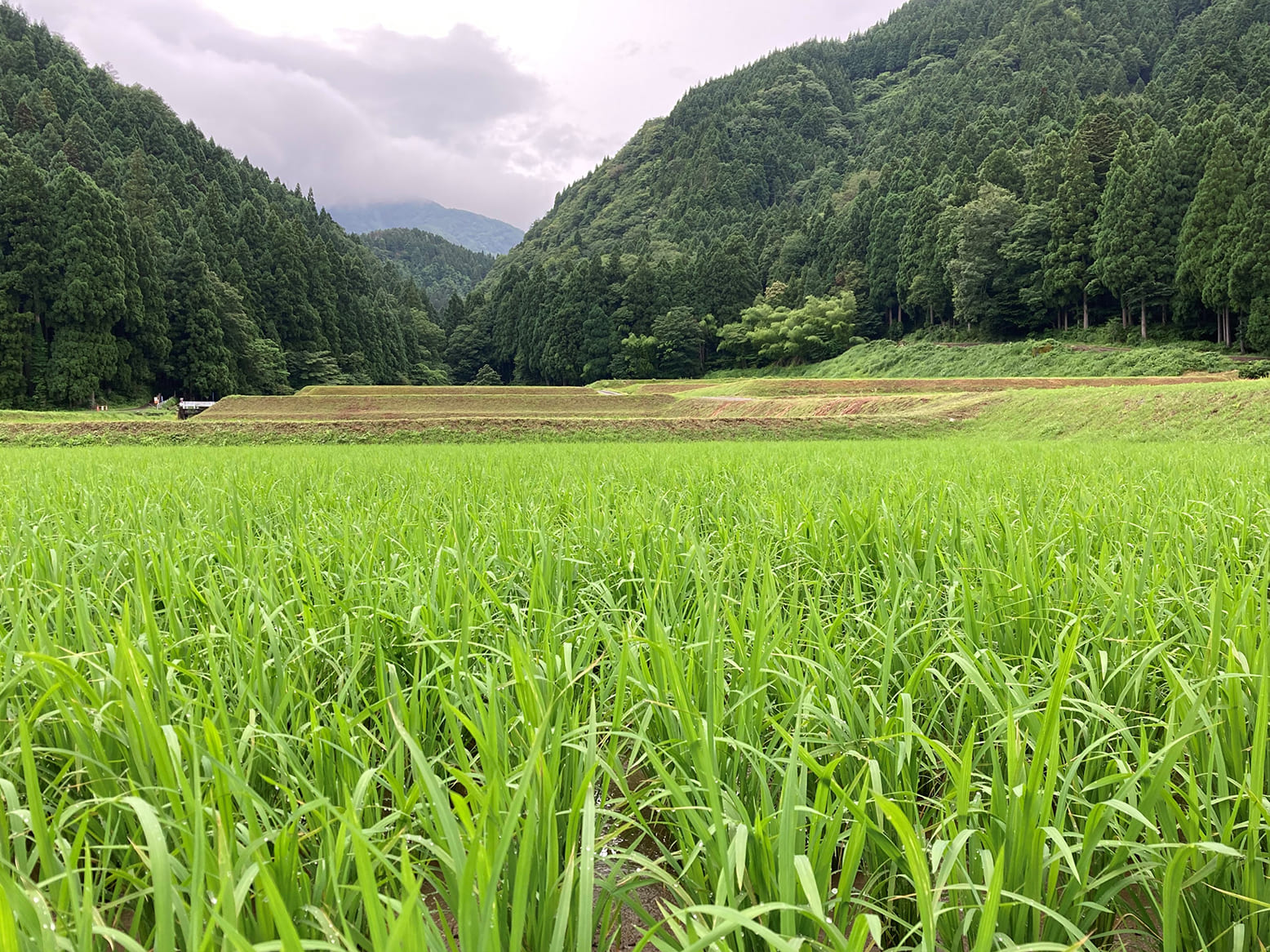 いちほまれ栽培情報