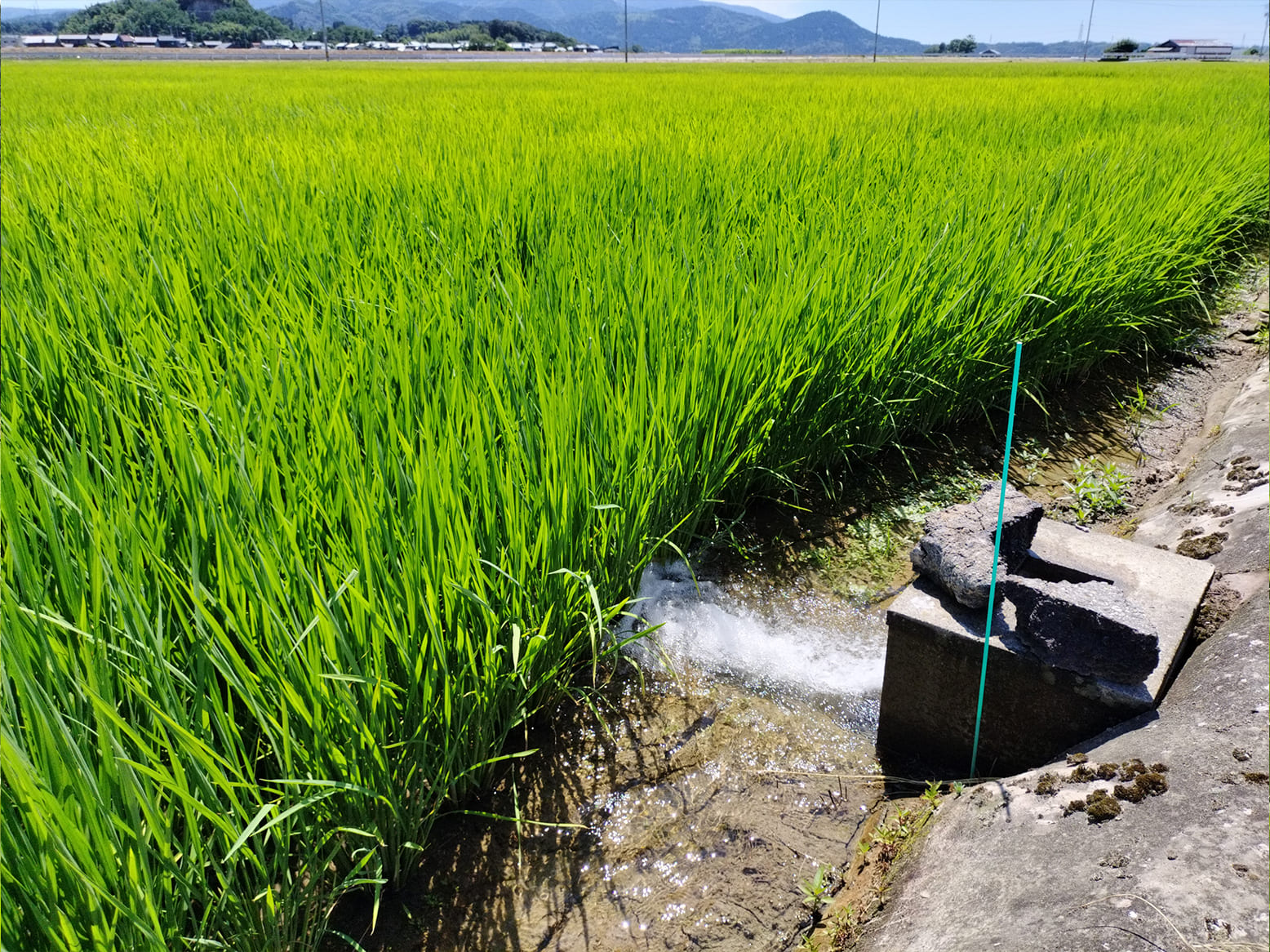 いちほまれ栽培情報