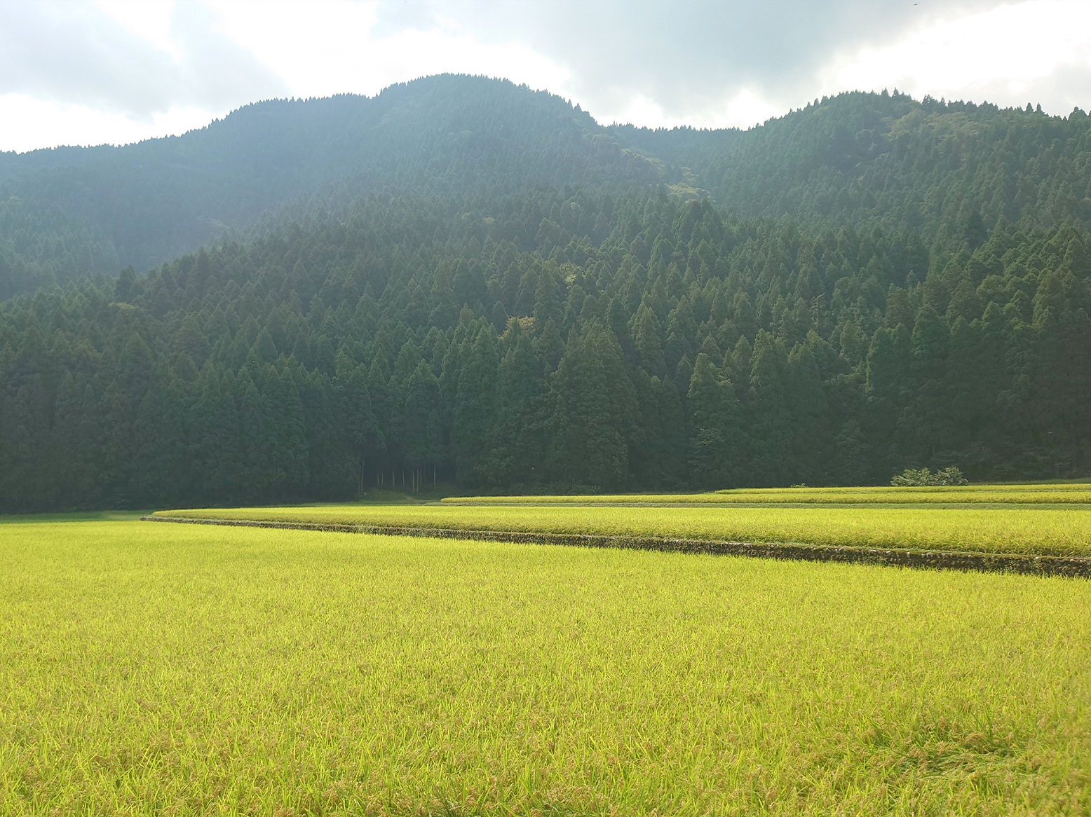 いちほまれ栽培情報